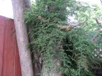 A61015a_SJ01.jpg