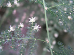 A61015a_SJ02.jpg