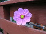 A61015b_SJ01.jpg