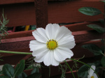 A61015b_SJ02.jpg