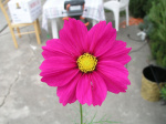 A61015b_SJ03.jpg