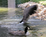 A61007a_RC05d1.jpg