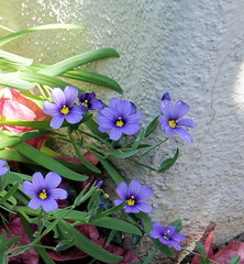 Травка синеглазка