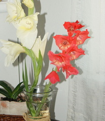 Розовый гладиолус - 2