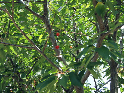 Три черешни