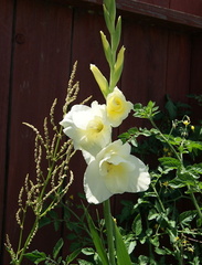 Кремовый гладиолус