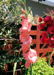 Розовый гладиолус