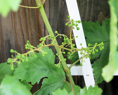 Зреет виноград