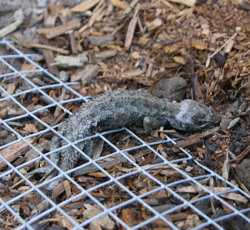 Жалко птичку