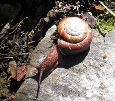 Местная улитка