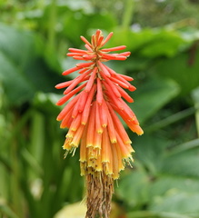 В ботаническом саду