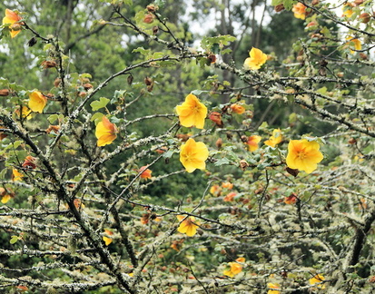 В ботаническом саду