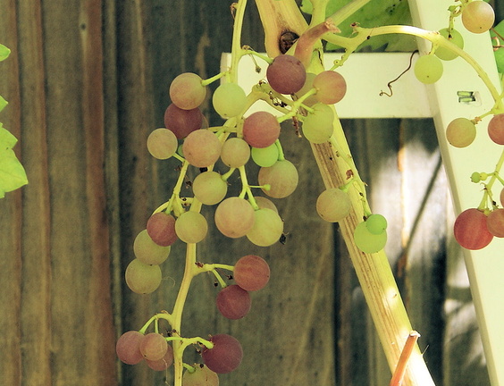 Зреет виноград