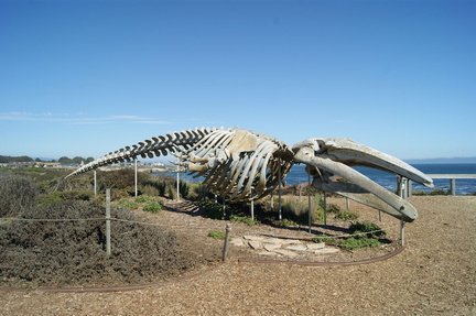 Скелет кита