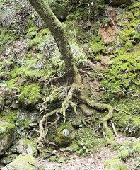 B30202a UvasCanyon17