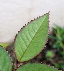 Просто листья / Just leaves
