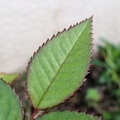 Просто листья / Just leaves