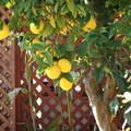 Лимоны / Lemons