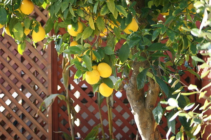 Лимоны / Lemons