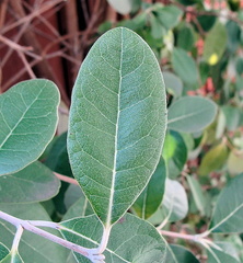 Просто листья / Just leaves