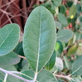 Просто листья / Just leaves