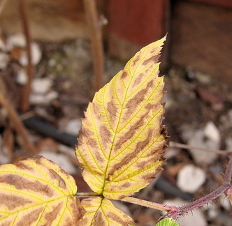Просто листья / Just leaves