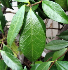 Просто листья / Just leaves