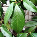 Просто листья / Just leaves