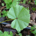 Просто листья / Just leaves