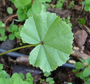 Просто листья / Just leaves