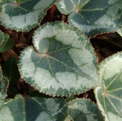 Просто листья / Just leaves