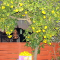 Лимоны / Lemons