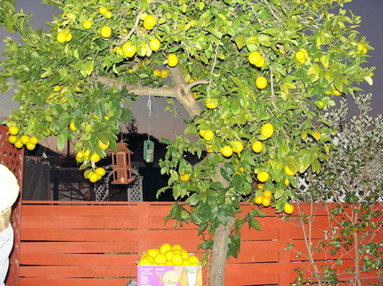 Лимоны / Lemons
