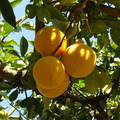 Лимоны / Lemons
