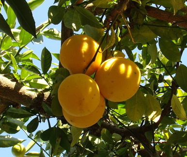 Лимоны / Lemons