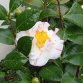 Белая камелия / White camellia