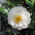 Белая камелия / White camellia