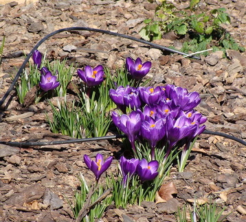 Крокусы / Crocuses