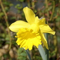 Даффодил / Daffodil