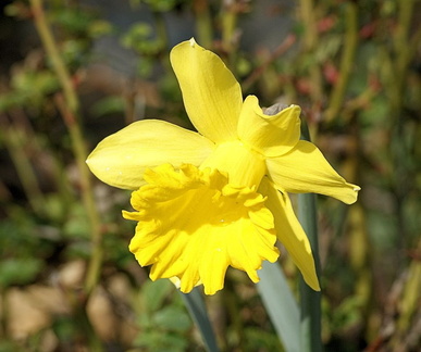 Даффодил / Daffodil