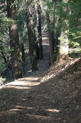 Тропа / Trail