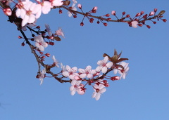 Весна / Spring