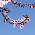 Весна / Spring