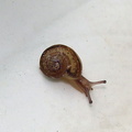Улиточка / Little snail