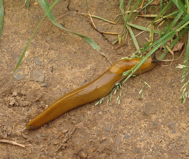 Банановый слизняк / Banana Slug