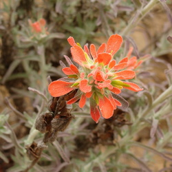 Laurelwood Park, San Mateo