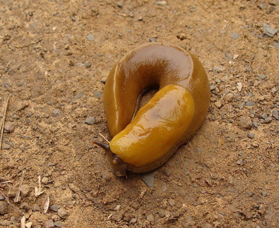 Банановый слизняк / Banana Slug