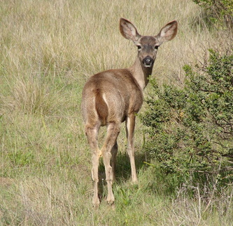 Олень / Deer