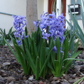 Гиацинт / Hyacinth