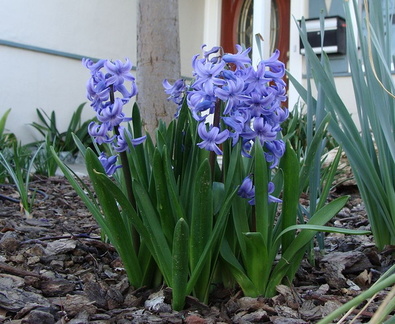 Гиацинт / Hyacinth